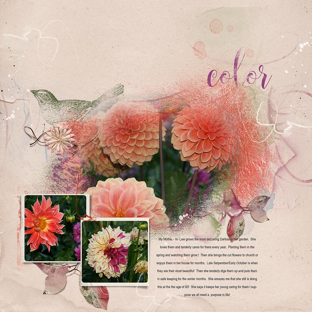 mils-dahlias2